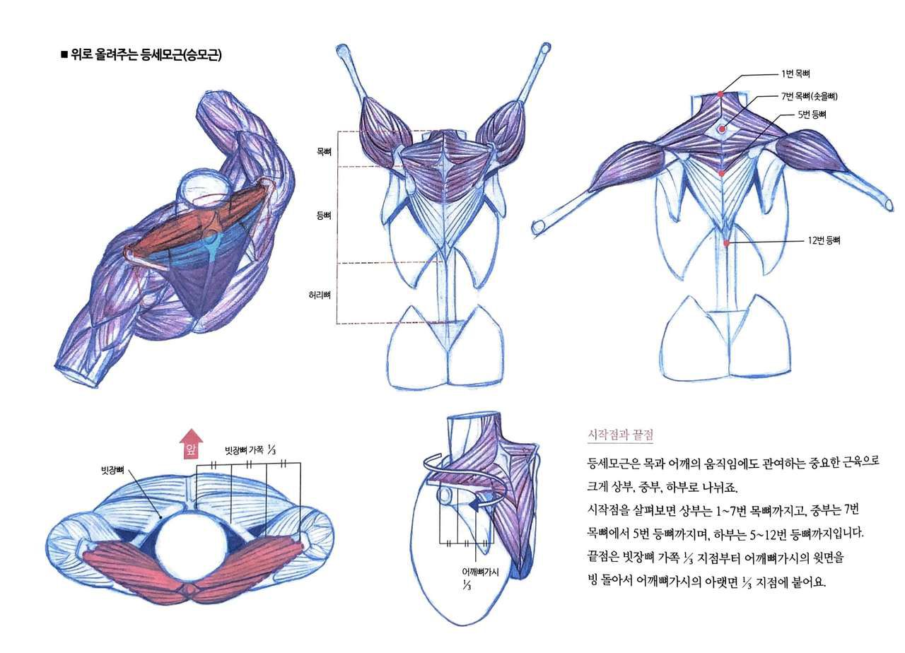 RockHe Kim's Anatomy Drawing Class 102