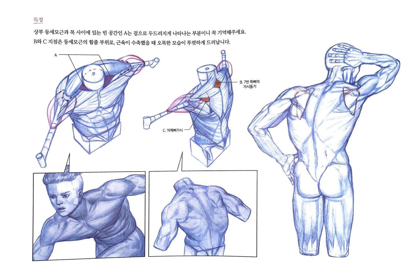 RockHe Kim's Anatomy Drawing Class 104