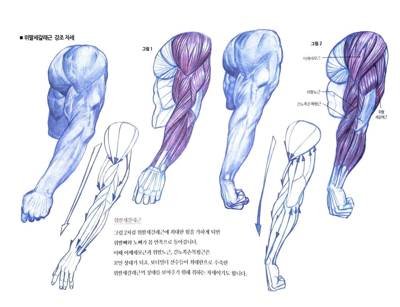 RockHe Kim's Anatomy Drawing Class 146