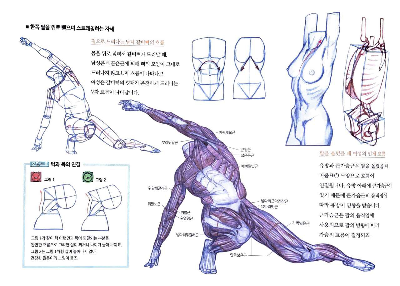 RockHe Kim's Anatomy Drawing Class 230