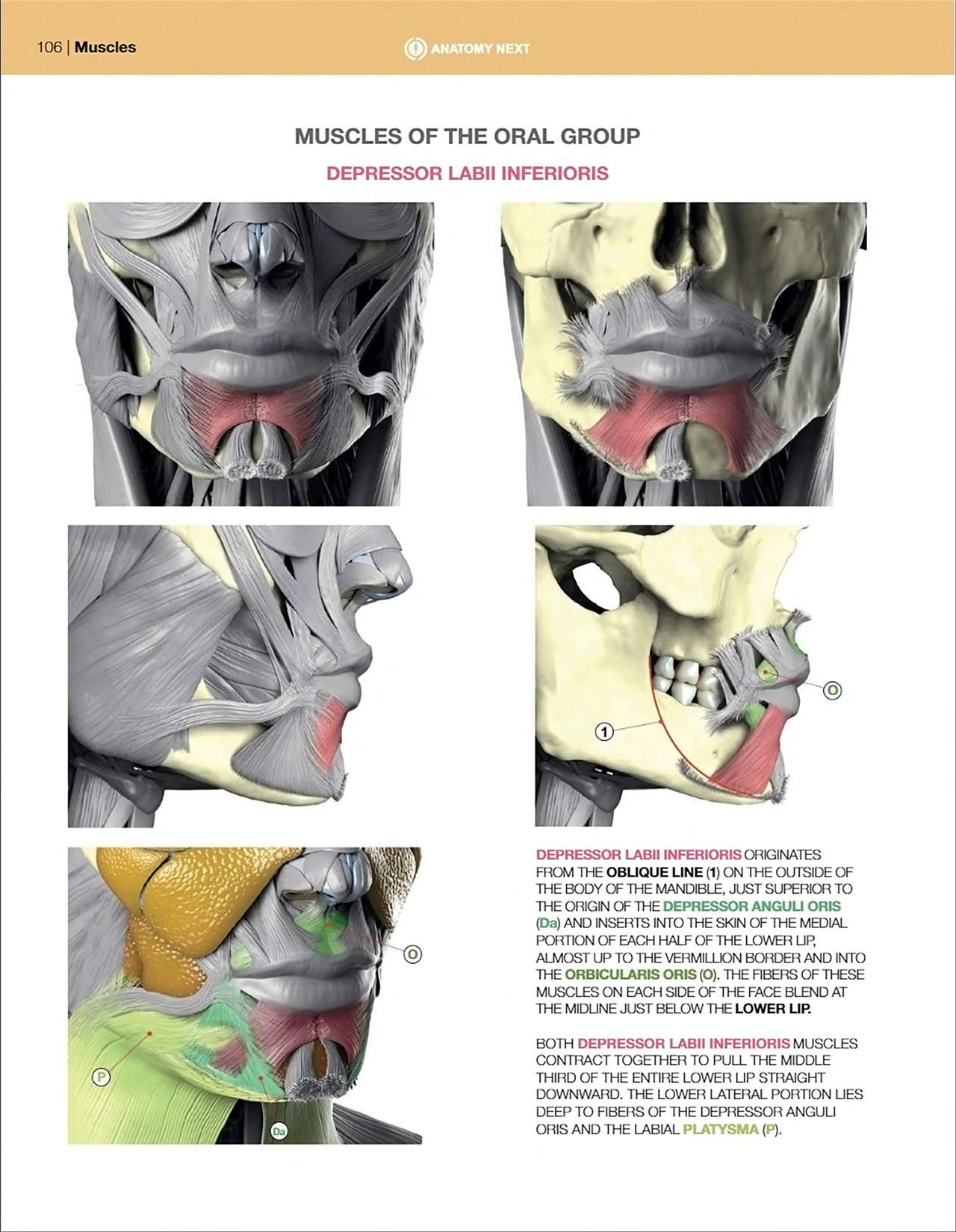 Uldis Zarins-Anatomy of Facial Expression-Exonicus [English] 面部表情艺用解剖 [英文版] 108
