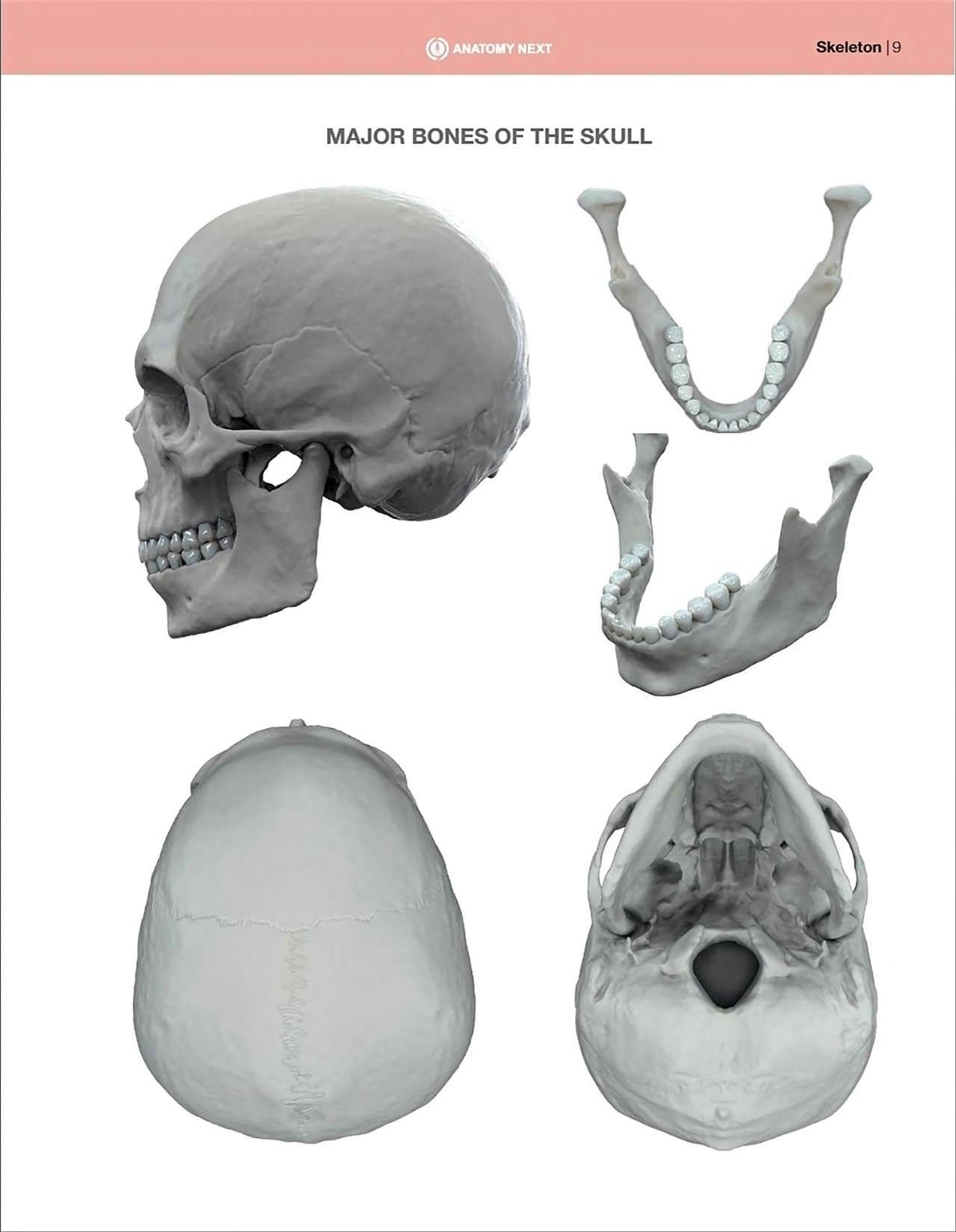 Uldis Zarins-Anatomy of Facial Expression-Exonicus [English] 面部表情艺用解剖 [英文版] 11