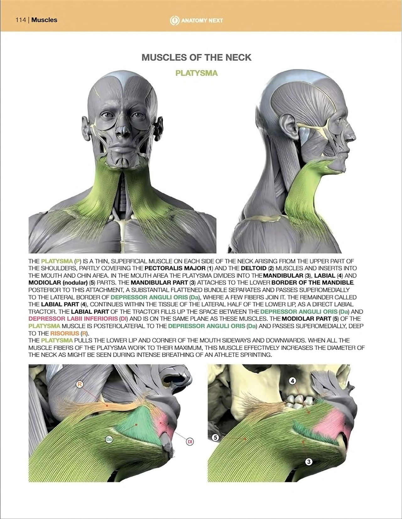 Uldis Zarins-Anatomy of Facial Expression-Exonicus [English] 面部表情艺用解剖 [英文版] 116