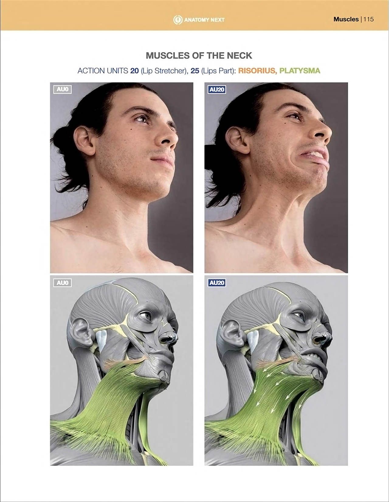 Uldis Zarins-Anatomy of Facial Expression-Exonicus [English] 面部表情艺用解剖 [英文版] 117