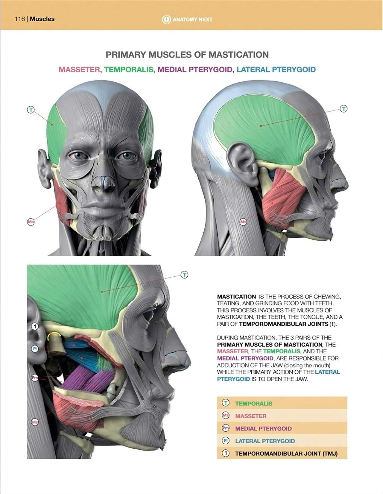 Uldis Zarins-Anatomy of Facial Expression-Exonicus [English] 面部表情艺用解剖 [英文版] 118