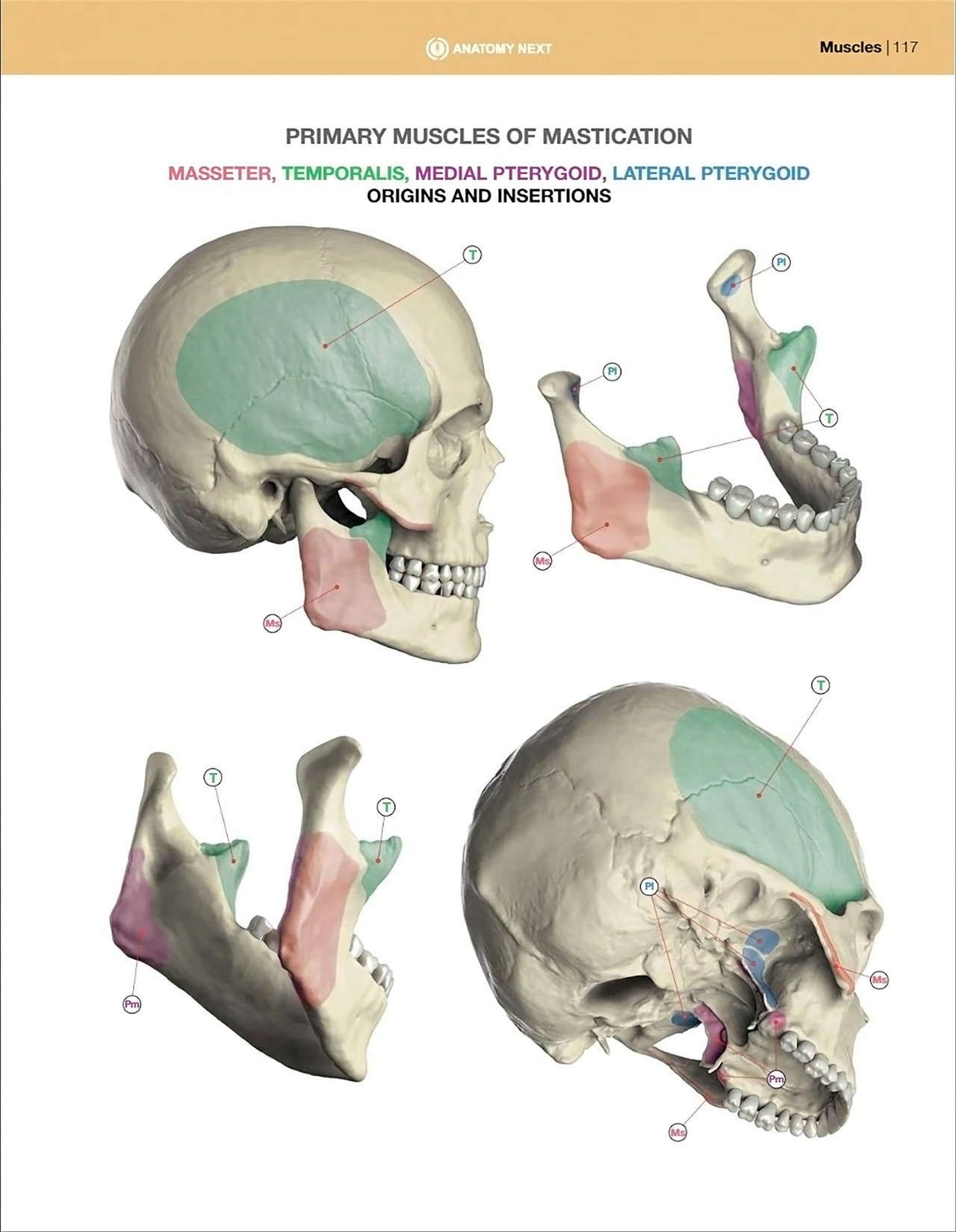 Uldis Zarins-Anatomy of Facial Expression-Exonicus [English] 面部表情艺用解剖 [英文版] 119