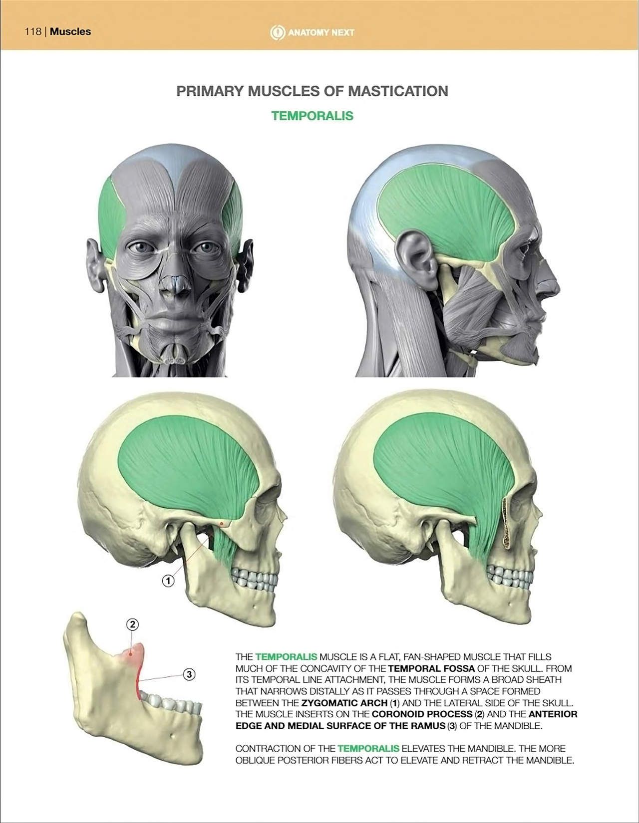 Uldis Zarins-Anatomy of Facial Expression-Exonicus [English] 面部表情艺用解剖 [英文版] 120