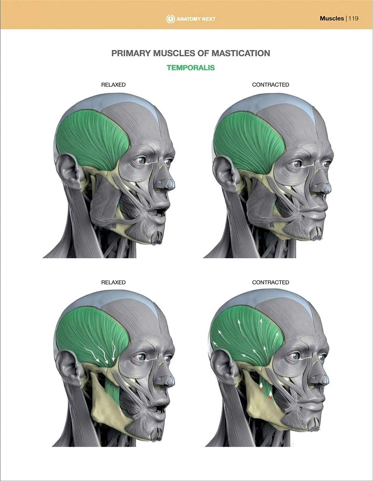 Uldis Zarins-Anatomy of Facial Expression-Exonicus [English] 面部表情艺用解剖 [英文版] 121