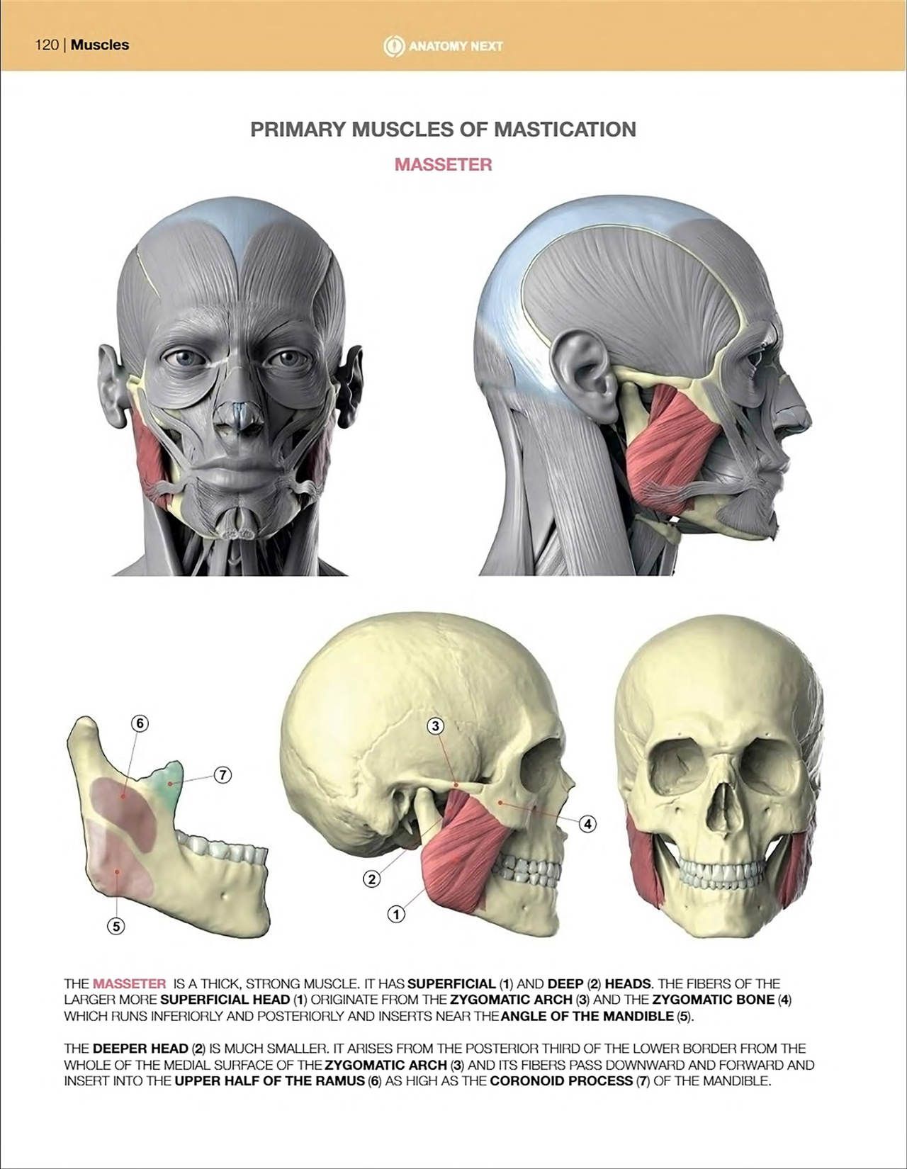 Uldis Zarins-Anatomy of Facial Expression-Exonicus [English] 面部表情艺用解剖 [英文版] 122