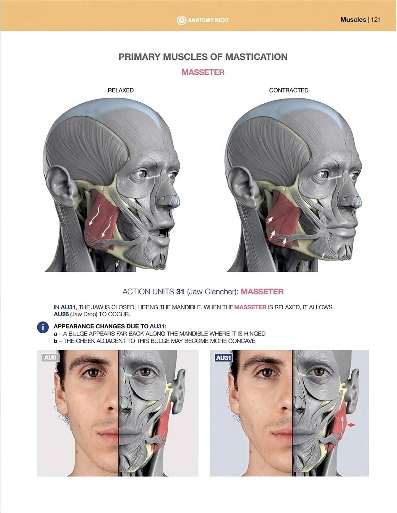 Uldis Zarins-Anatomy of Facial Expression-Exonicus [English] 面部表情艺用解剖 [英文版] 123