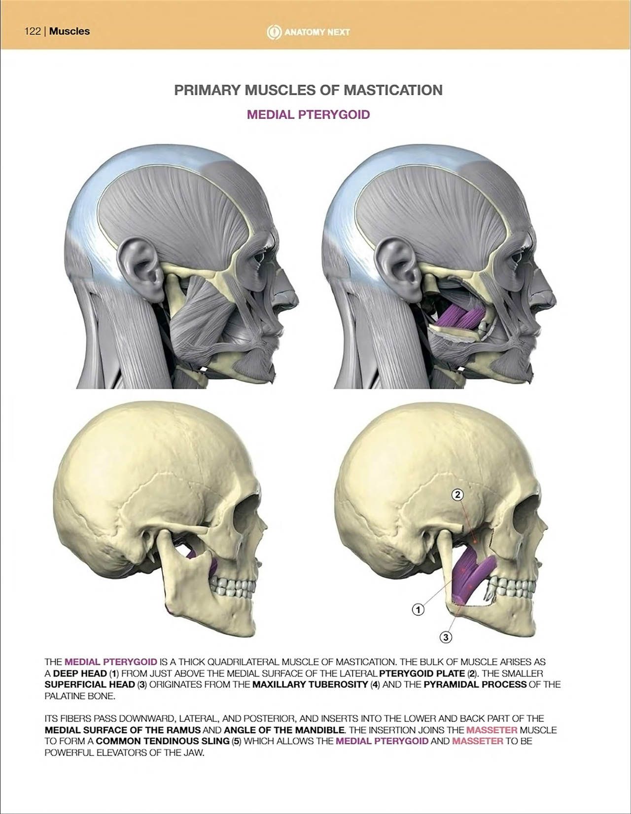 Uldis Zarins-Anatomy of Facial Expression-Exonicus [English] 面部表情艺用解剖 [英文版] 124