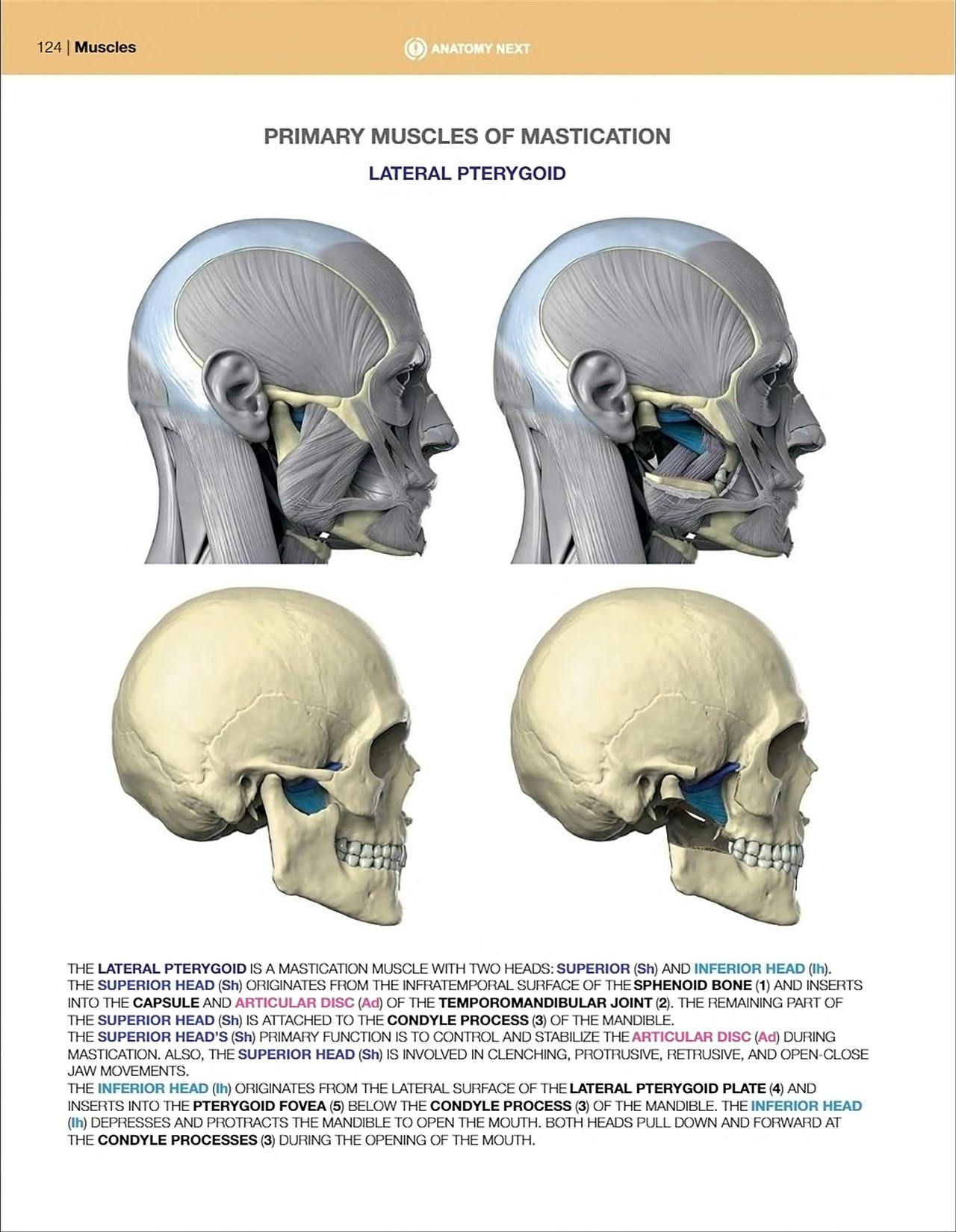 Uldis Zarins-Anatomy of Facial Expression-Exonicus [English] 面部表情艺用解剖 [英文版] 126