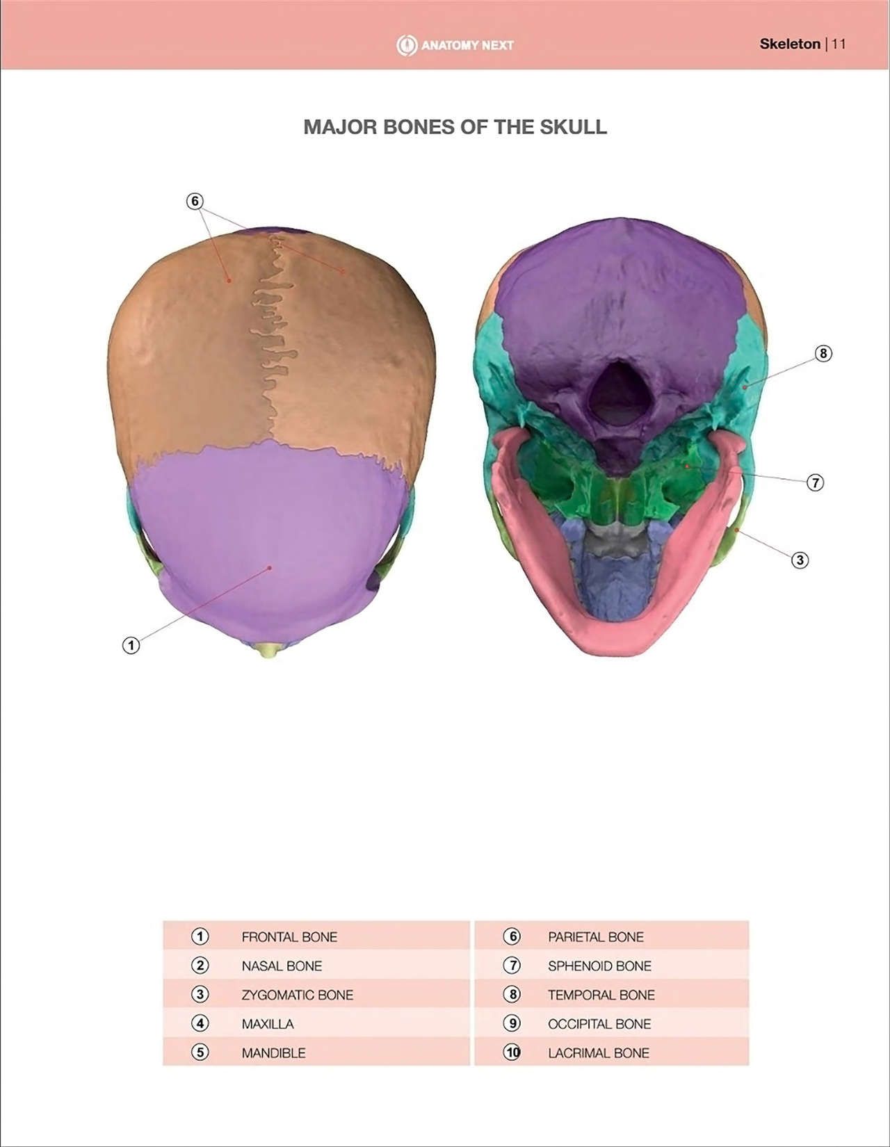 Uldis Zarins-Anatomy of Facial Expression-Exonicus [English] 面部表情艺用解剖 [英文版] 13