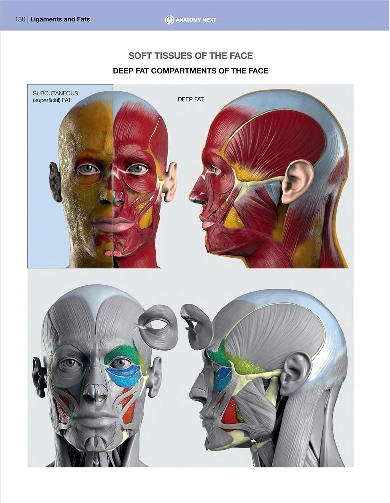Uldis Zarins-Anatomy of Facial Expression-Exonicus [English] 面部表情艺用解剖 [英文版] 132
