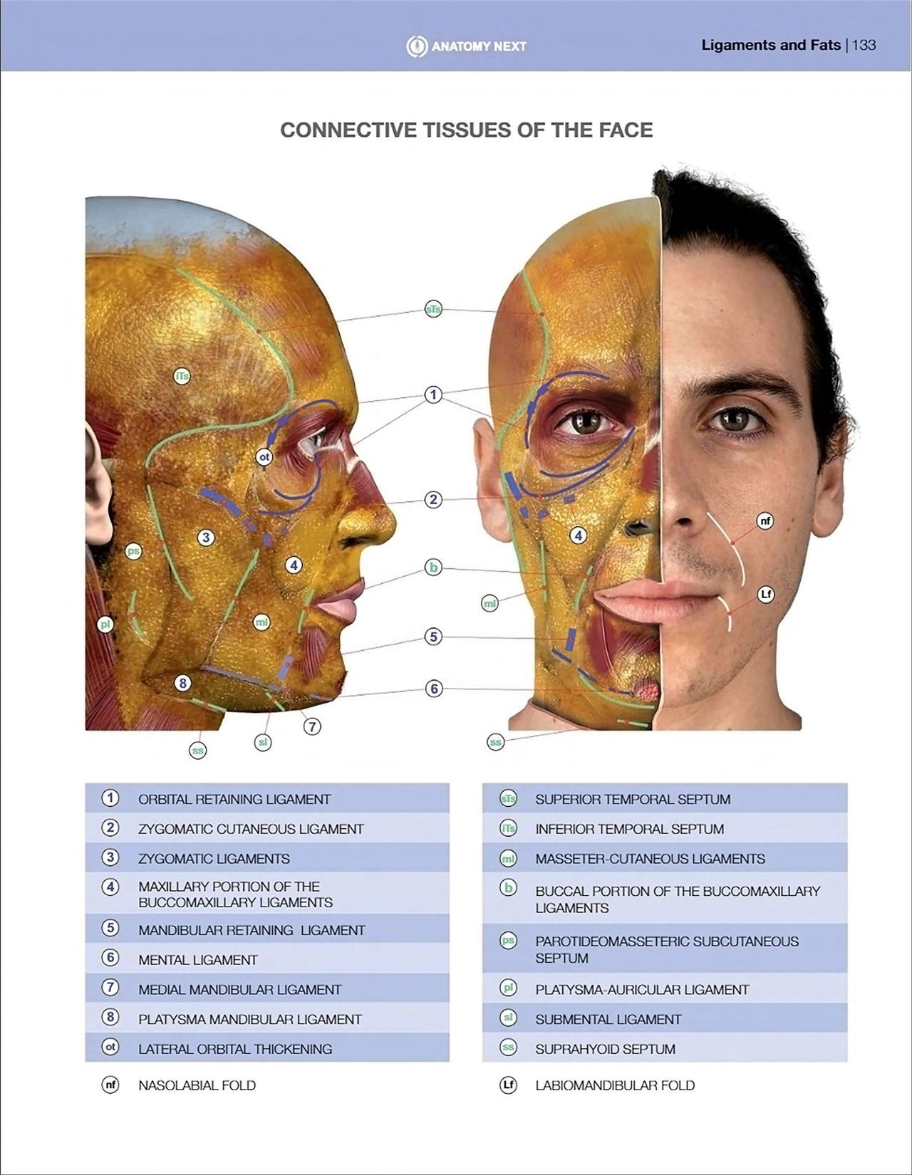 Uldis Zarins-Anatomy of Facial Expression-Exonicus [English] 面部表情艺用解剖 [英文版] 135
