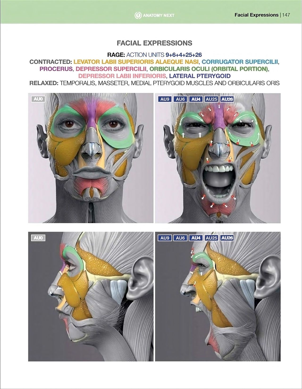 Uldis Zarins-Anatomy of Facial Expression-Exonicus [English] 面部表情艺用解剖 [英文版] 149