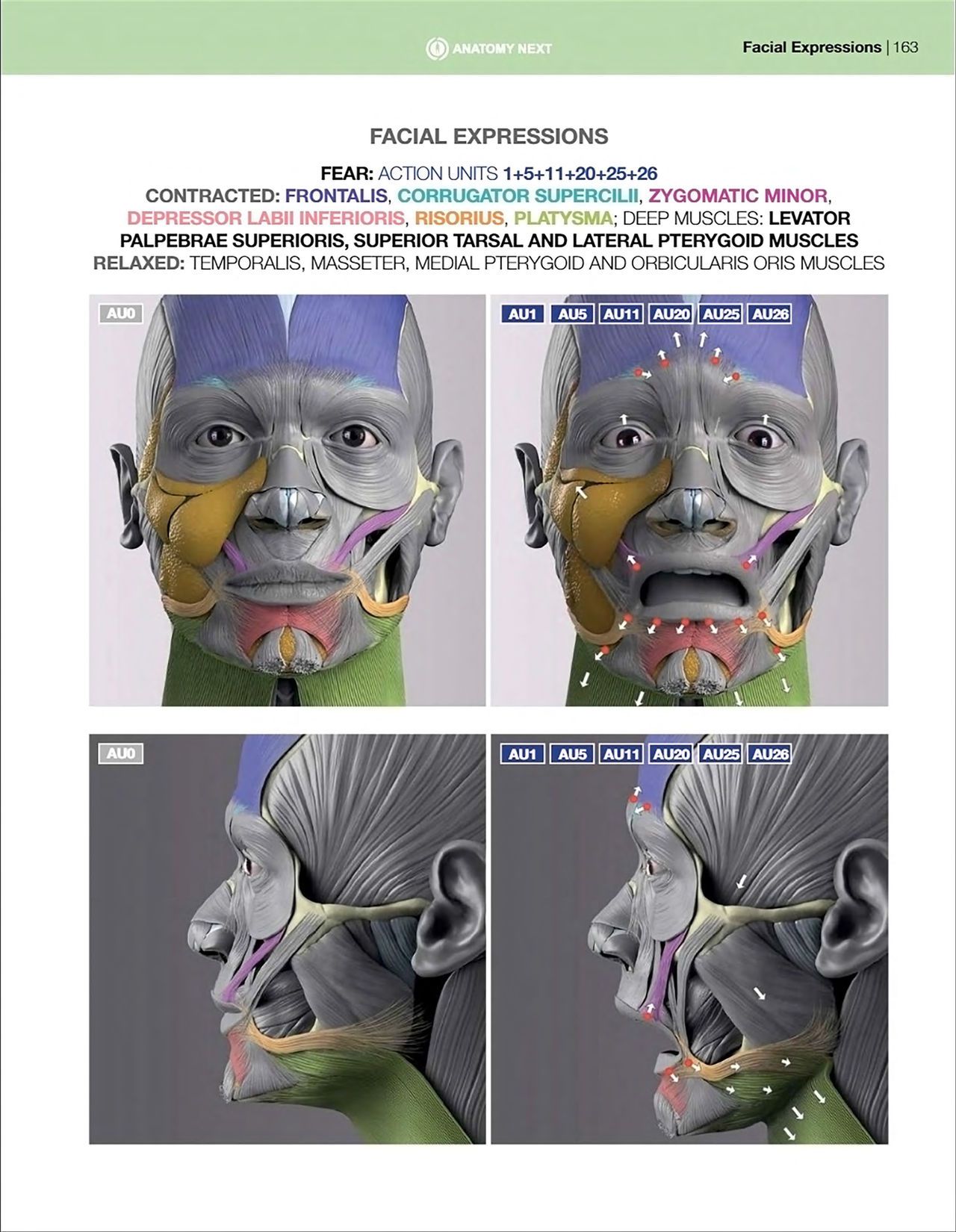 Uldis Zarins-Anatomy of Facial Expression-Exonicus [English] 面部表情艺用解剖 [英文版] 165