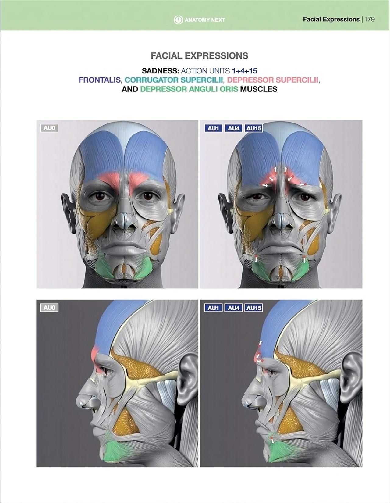 Uldis Zarins-Anatomy of Facial Expression-Exonicus [English] 面部表情艺用解剖 [英文版] 181
