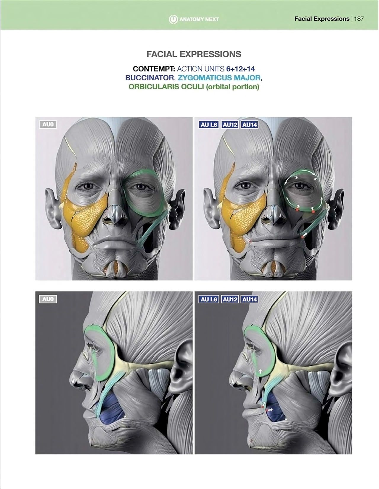 Uldis Zarins-Anatomy of Facial Expression-Exonicus [English] 面部表情艺用解剖 [英文版] 189