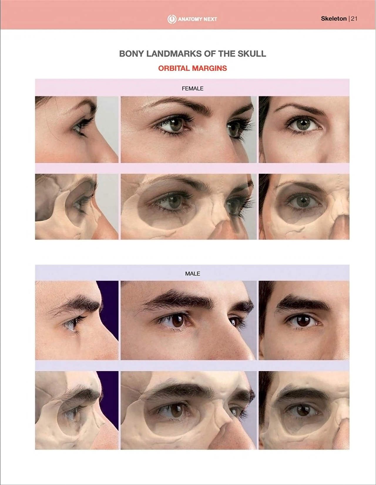 Uldis Zarins-Anatomy of Facial Expression-Exonicus [English] 面部表情艺用解剖 [英文版] 23