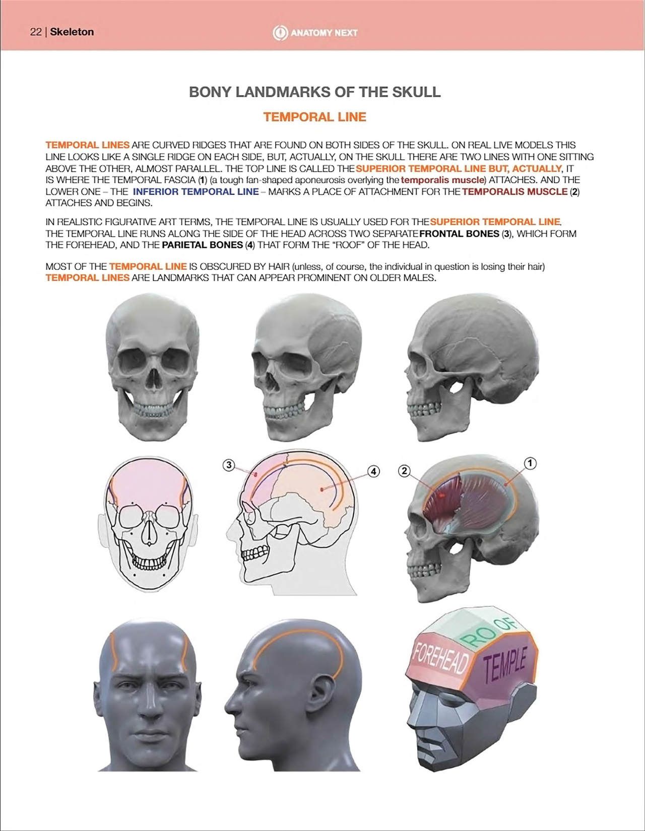 Uldis Zarins-Anatomy of Facial Expression-Exonicus [English] 面部表情艺用解剖 [英文版] 24
