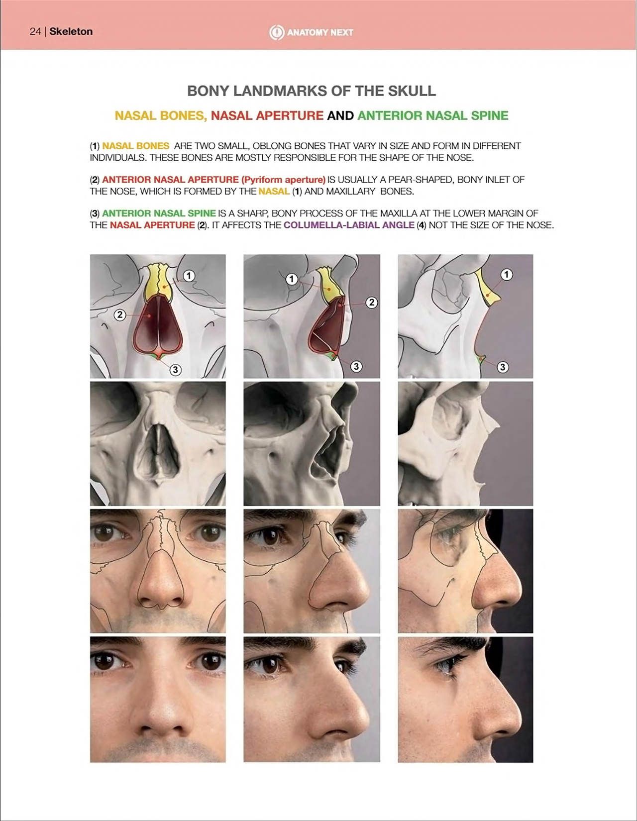 Uldis Zarins-Anatomy of Facial Expression-Exonicus [English] 面部表情艺用解剖 [英文版] 26