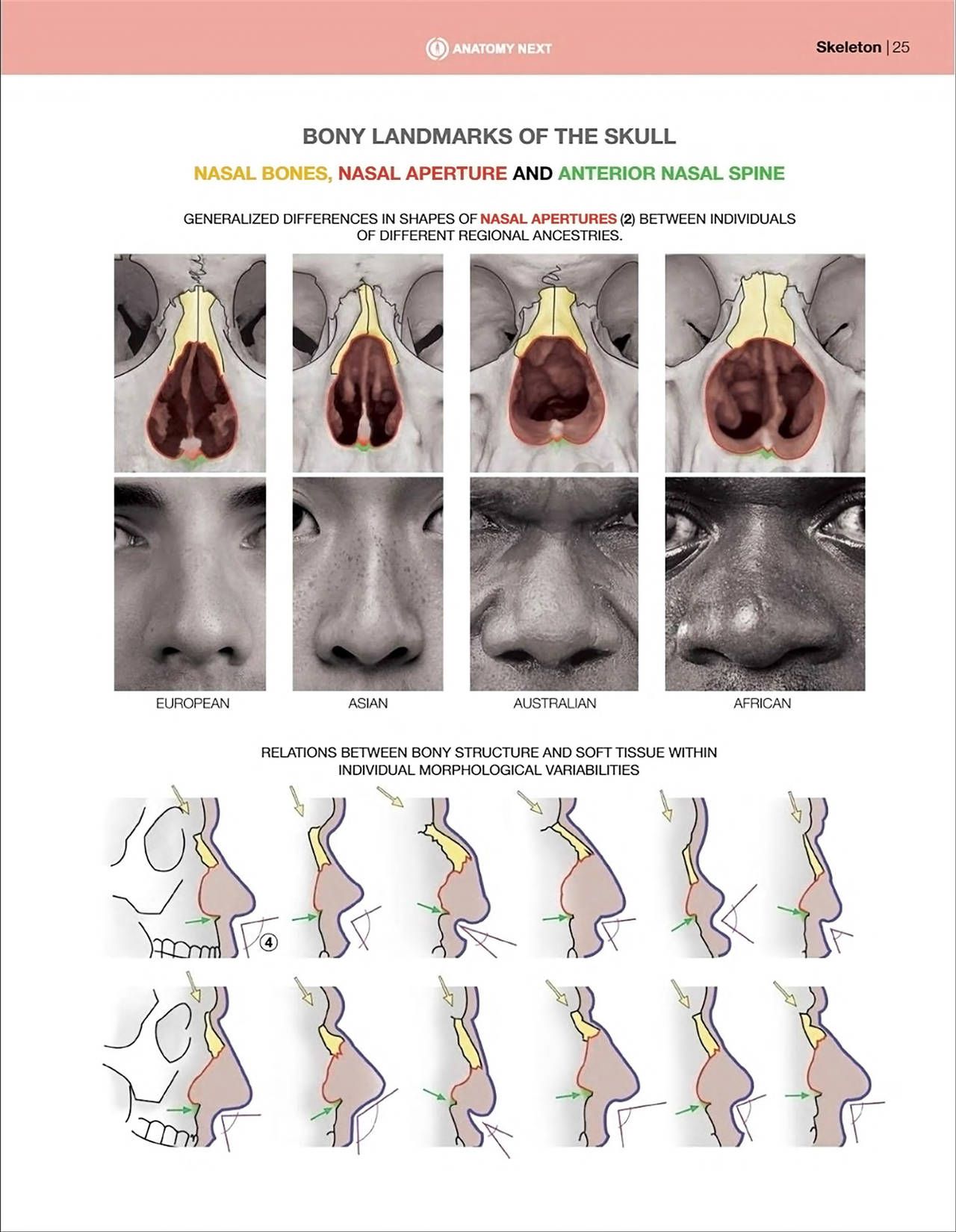 Uldis Zarins-Anatomy of Facial Expression-Exonicus [English] 面部表情艺用解剖 [英文版] 27
