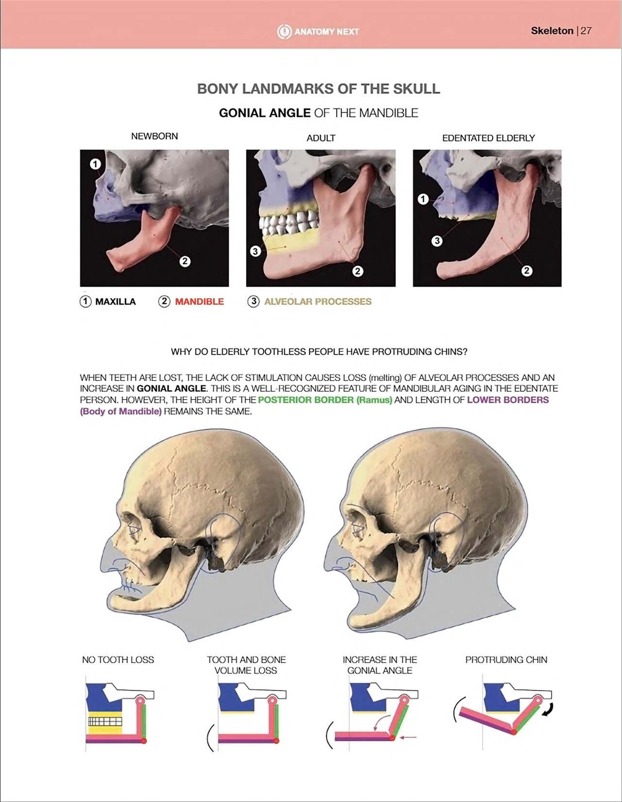 Uldis Zarins-Anatomy of Facial Expression-Exonicus [English] 面部表情艺用解剖 [英文版] 29