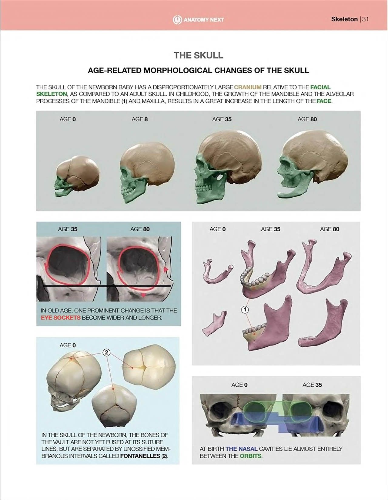 Uldis Zarins-Anatomy of Facial Expression-Exonicus [English] 面部表情艺用解剖 [英文版] 33