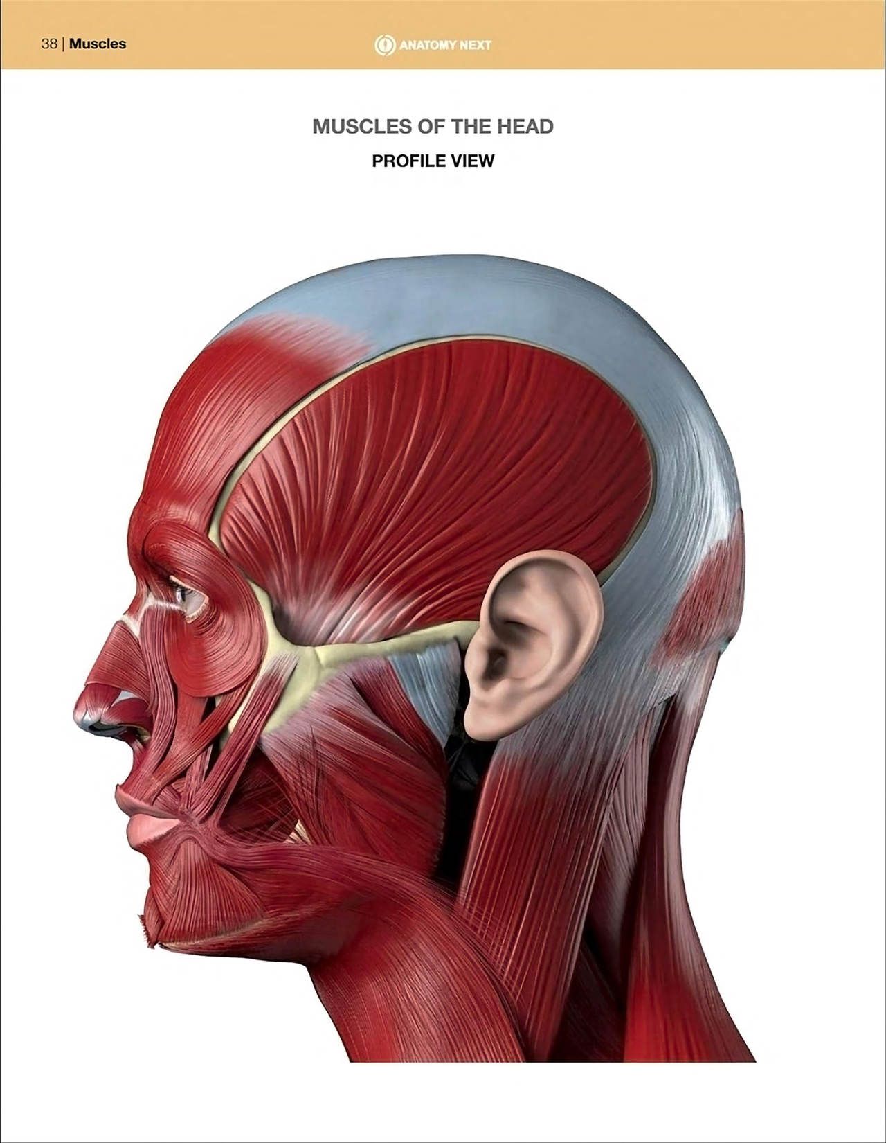 Uldis Zarins-Anatomy of Facial Expression-Exonicus [English] 面部表情艺用解剖 [英文版] 40