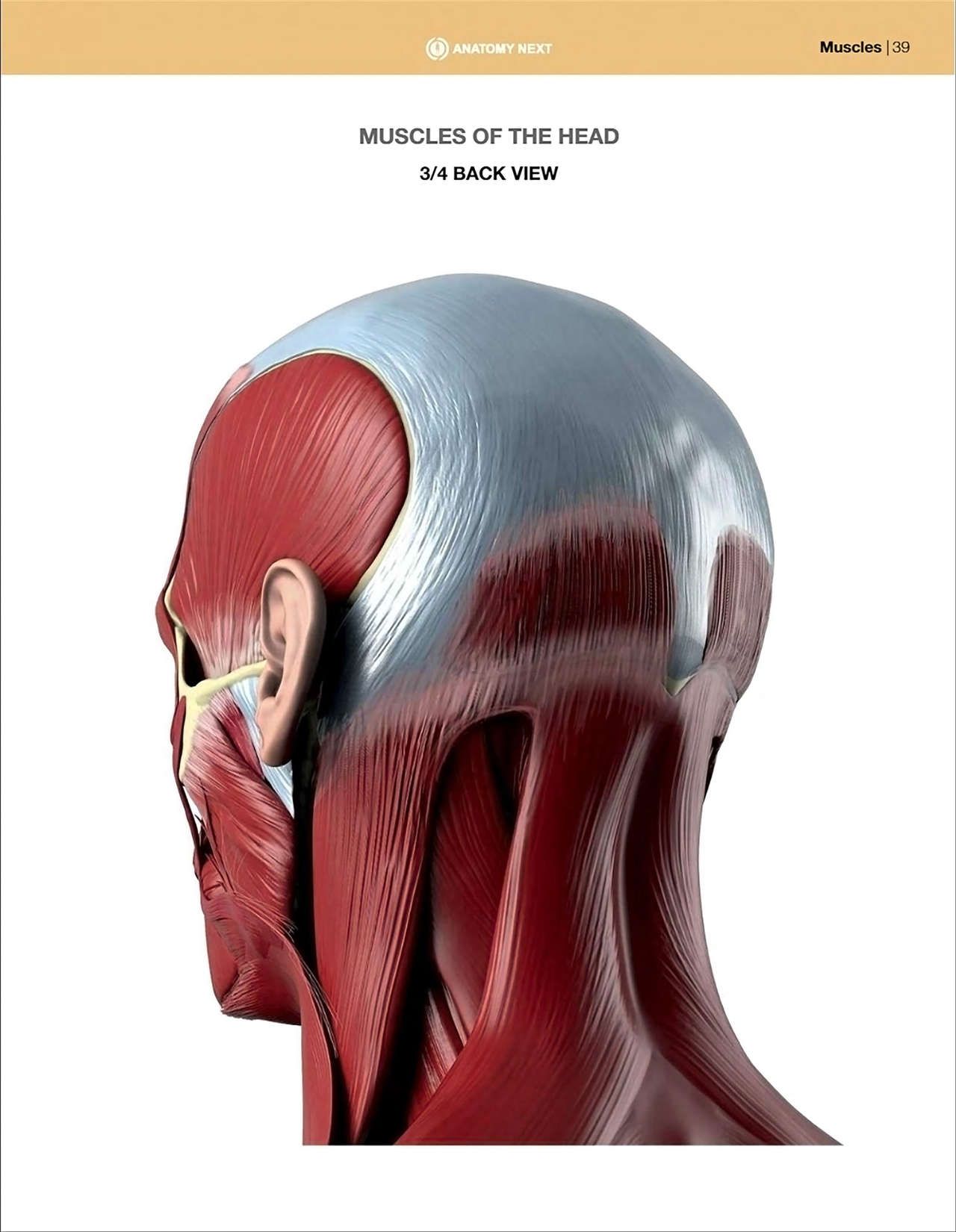 Uldis Zarins-Anatomy of Facial Expression-Exonicus [English] 面部表情艺用解剖 [英文版] 41