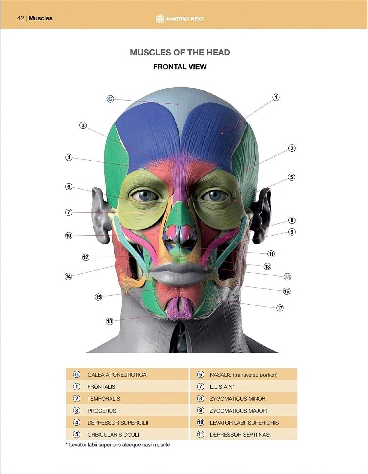 Uldis Zarins-Anatomy of Facial Expression-Exonicus [English] 面部表情艺用解剖 [英文版] 44