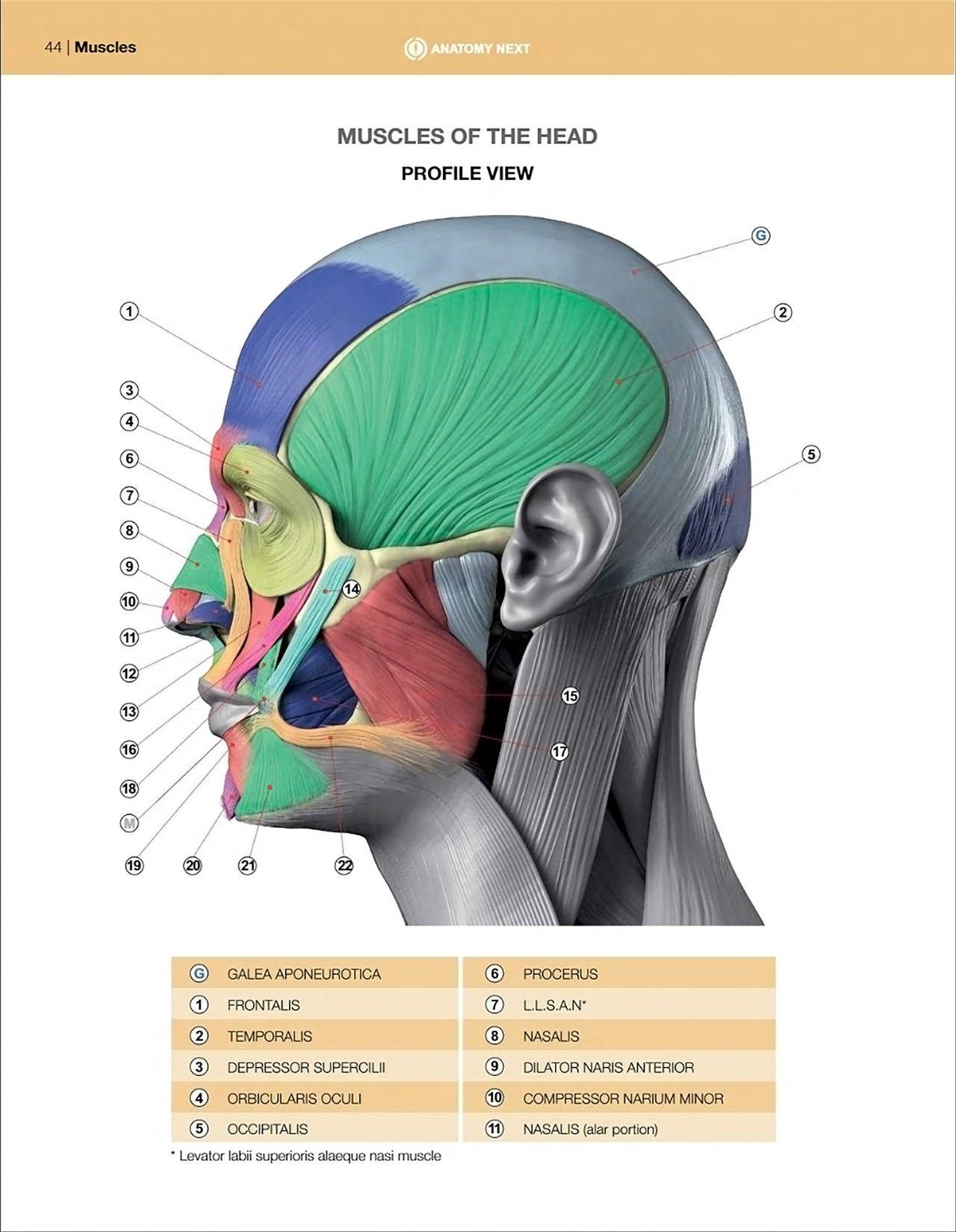 Uldis Zarins-Anatomy of Facial Expression-Exonicus [English] 面部表情艺用解剖 [英文版] 46