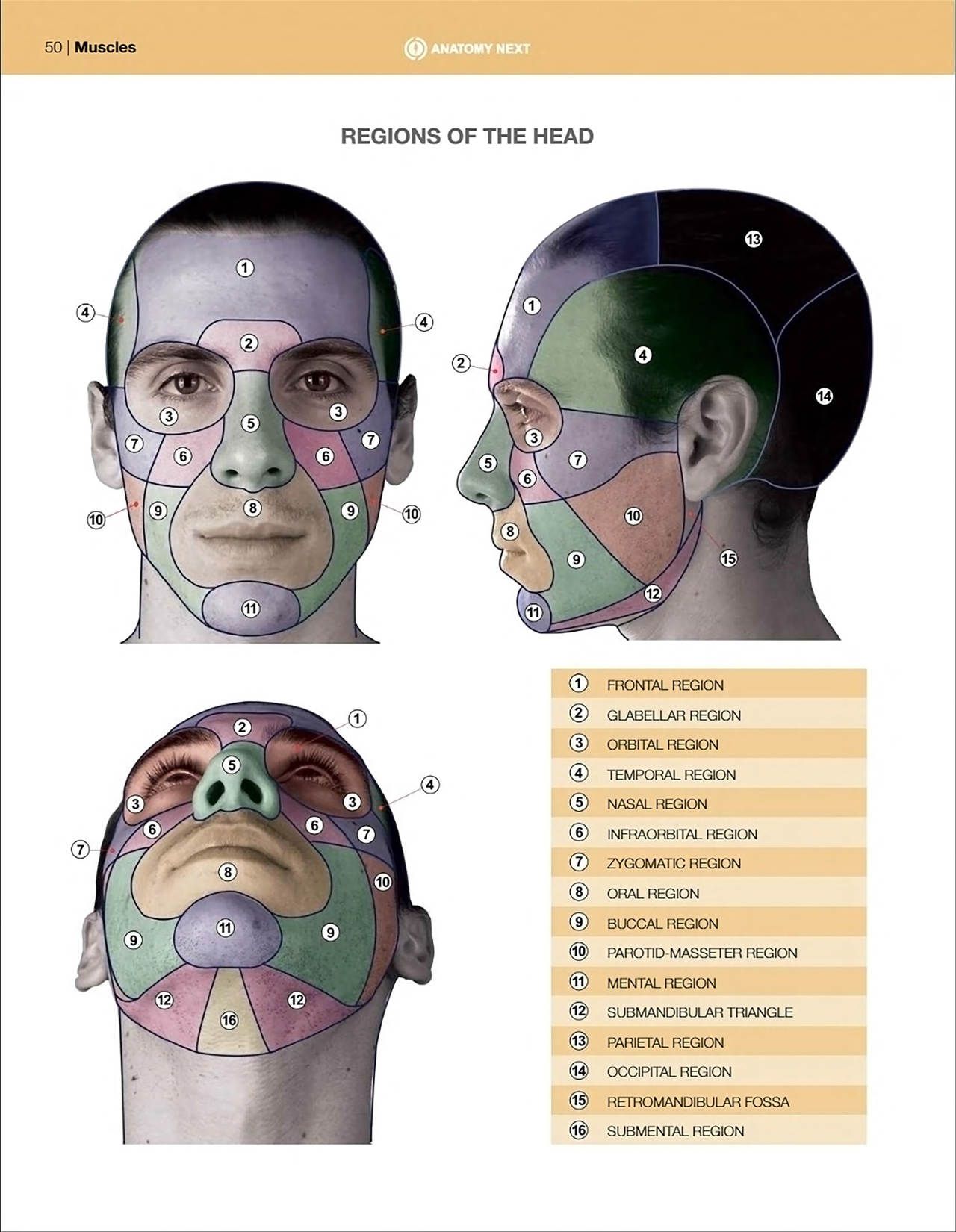 Uldis Zarins-Anatomy of Facial Expression-Exonicus [English] 面部表情艺用解剖 [英文版] 52