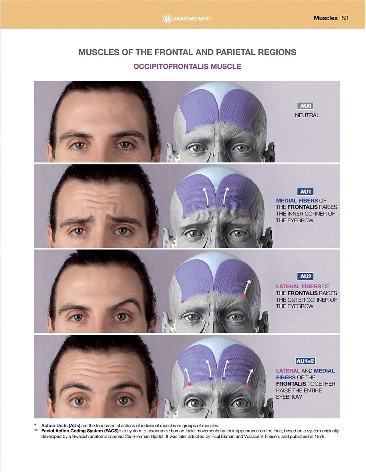 Uldis Zarins-Anatomy of Facial Expression-Exonicus [English] 面部表情艺用解剖 [英文版] 55