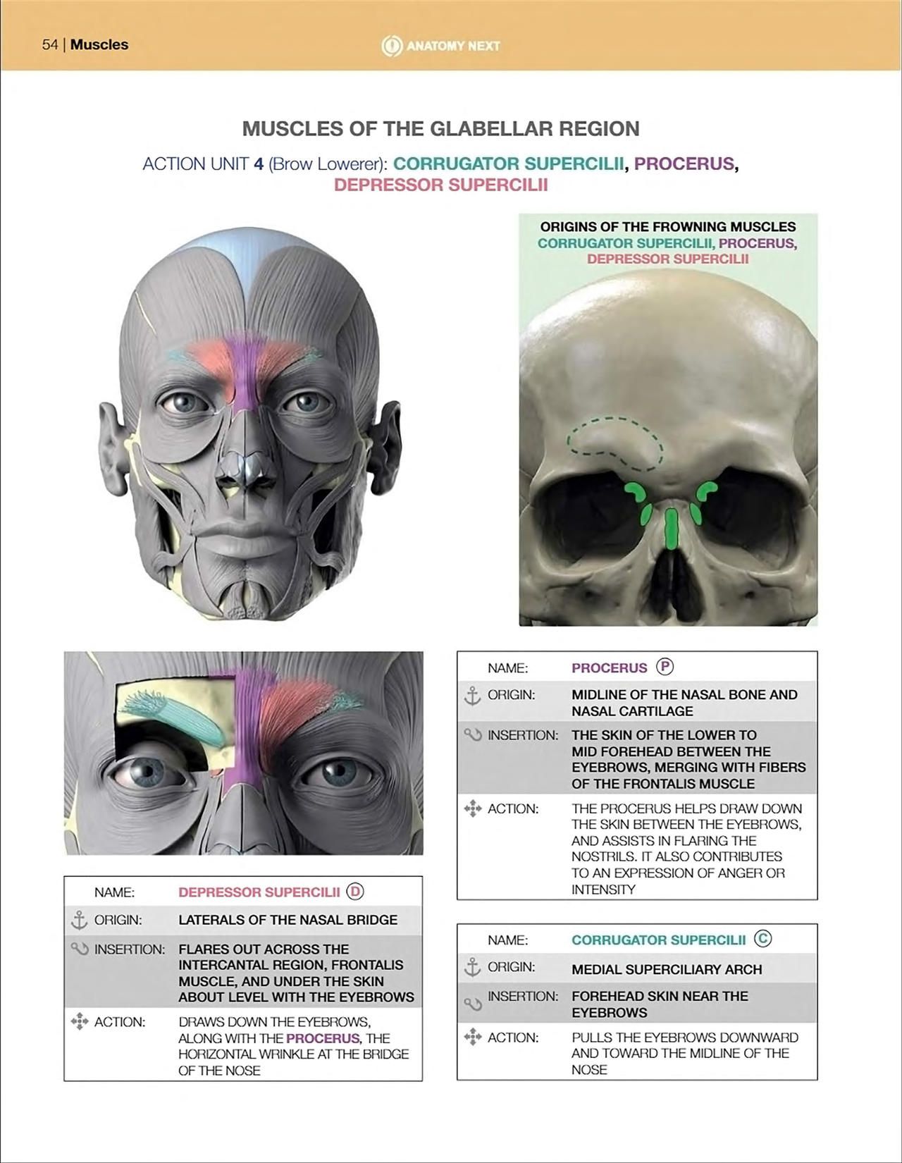 Uldis Zarins-Anatomy of Facial Expression-Exonicus [English] 面部表情艺用解剖 [英文版] 56