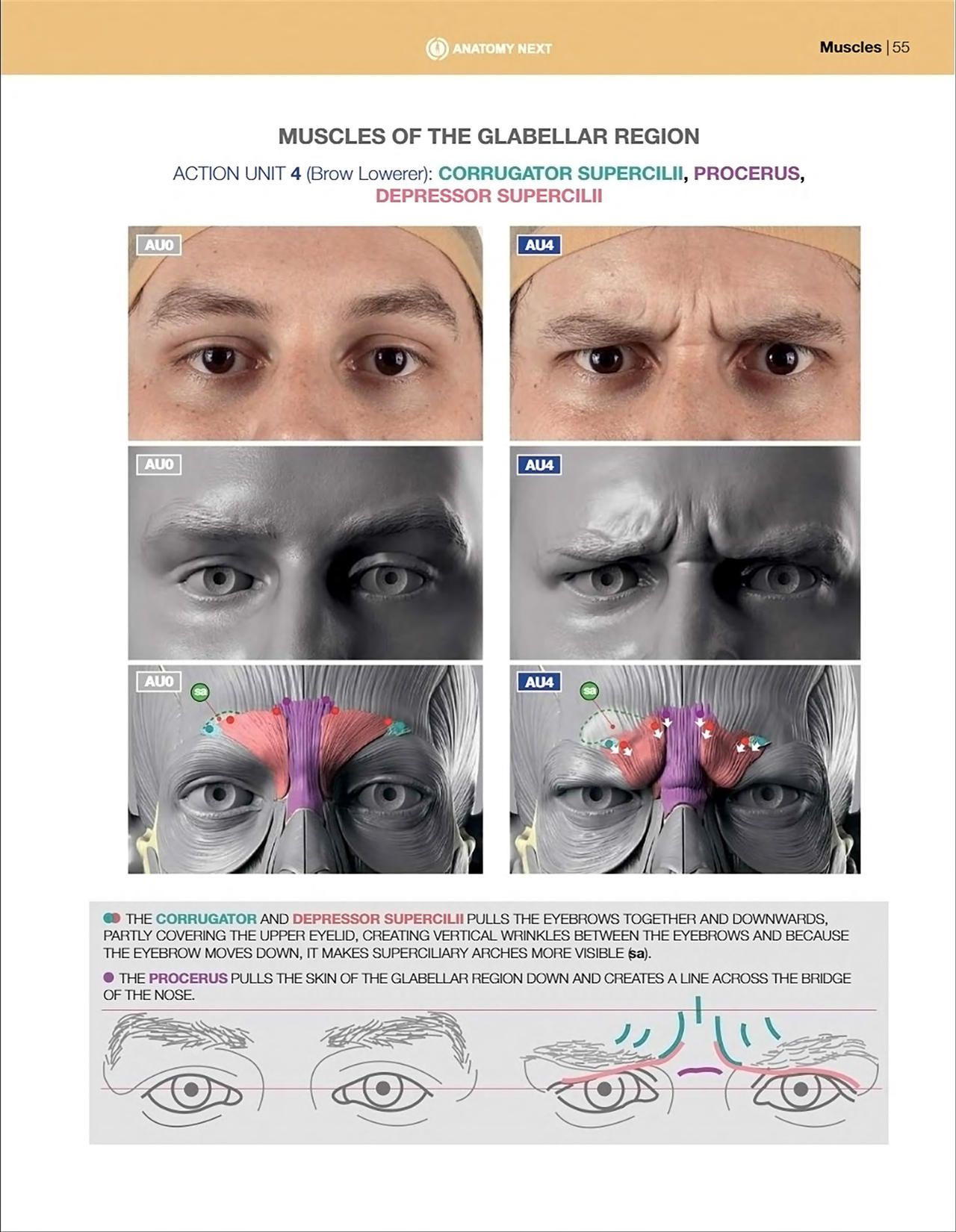Uldis Zarins-Anatomy of Facial Expression-Exonicus [English] 面部表情艺用解剖 [英文版] 57