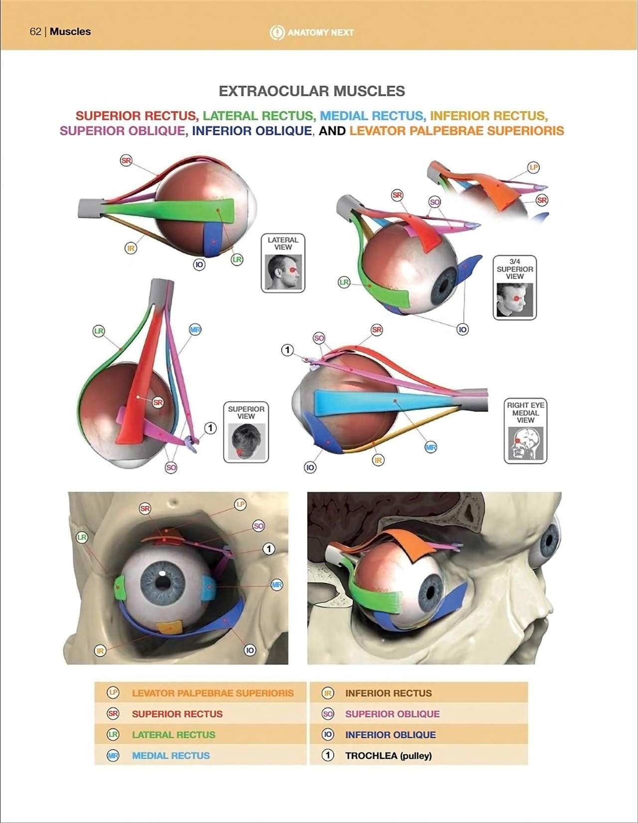 Uldis Zarins-Anatomy of Facial Expression-Exonicus [English] 面部表情艺用解剖 [英文版] 64