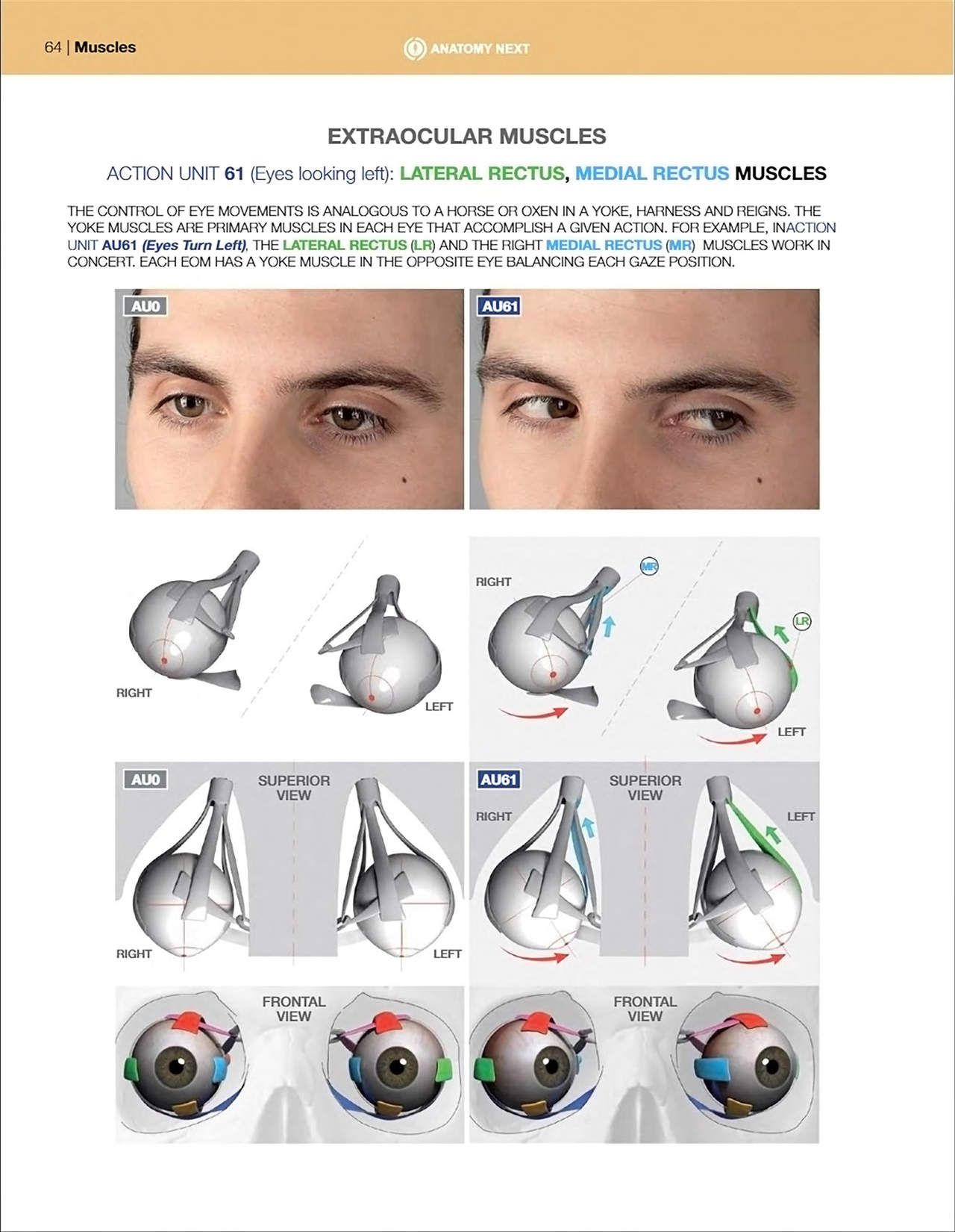 Uldis Zarins-Anatomy of Facial Expression-Exonicus [English] 面部表情艺用解剖 [英文版] 66