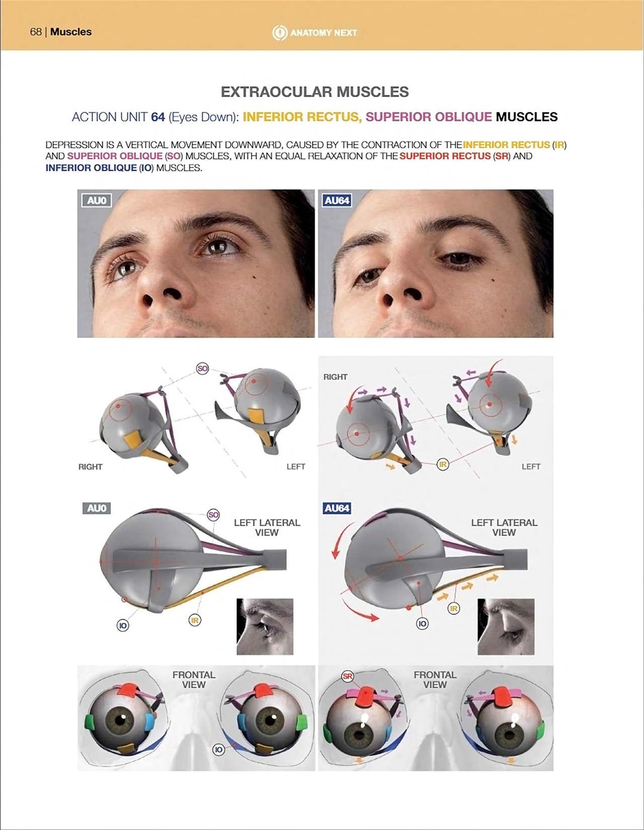 Uldis Zarins-Anatomy of Facial Expression-Exonicus [English] 面部表情艺用解剖 [英文版] 70