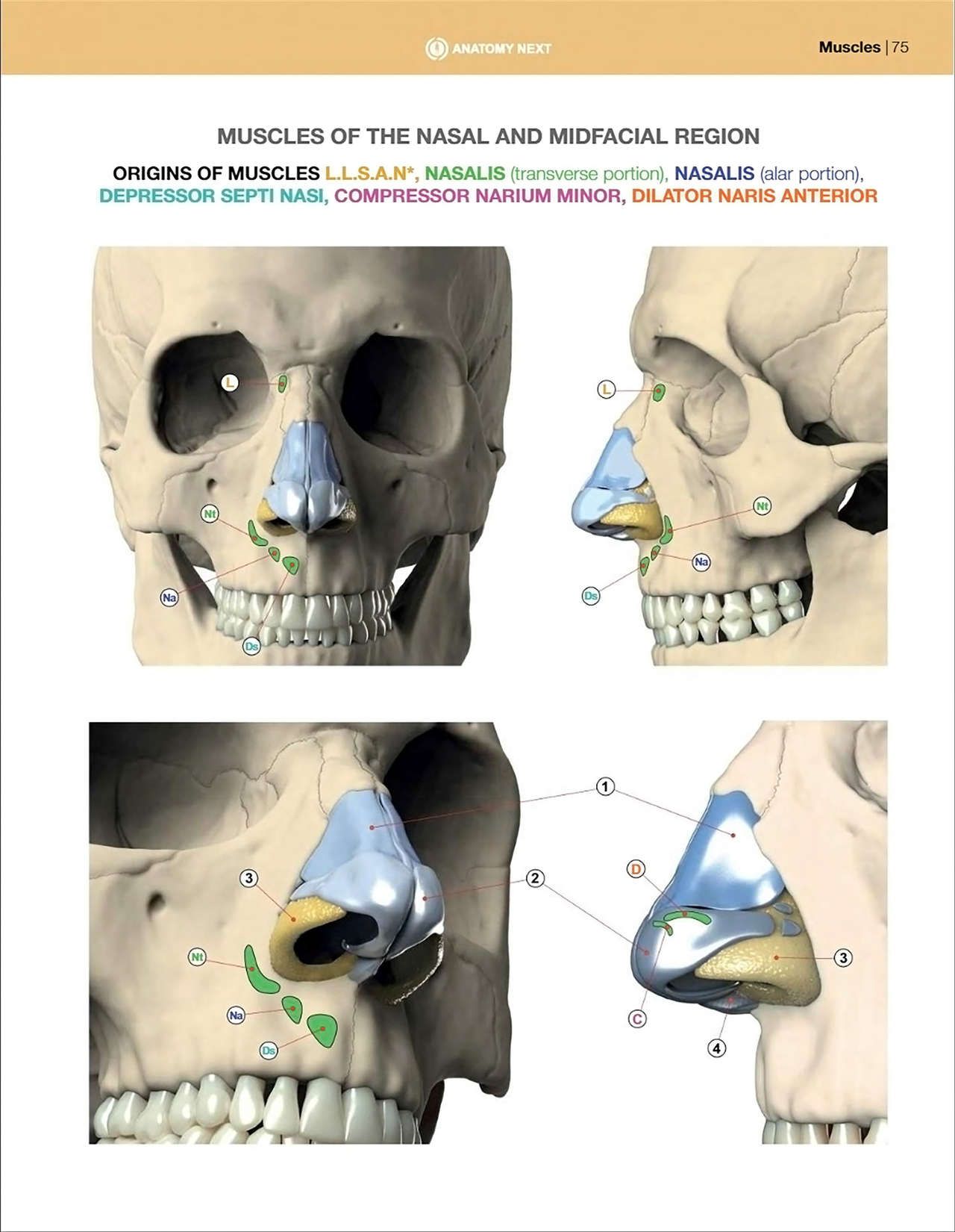 Uldis Zarins-Anatomy of Facial Expression-Exonicus [English] 面部表情艺用解剖 [英文版] 77