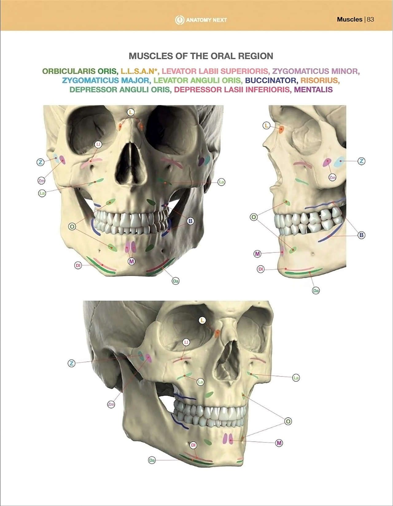 Uldis Zarins-Anatomy of Facial Expression-Exonicus [English] 面部表情艺用解剖 [英文版] 85