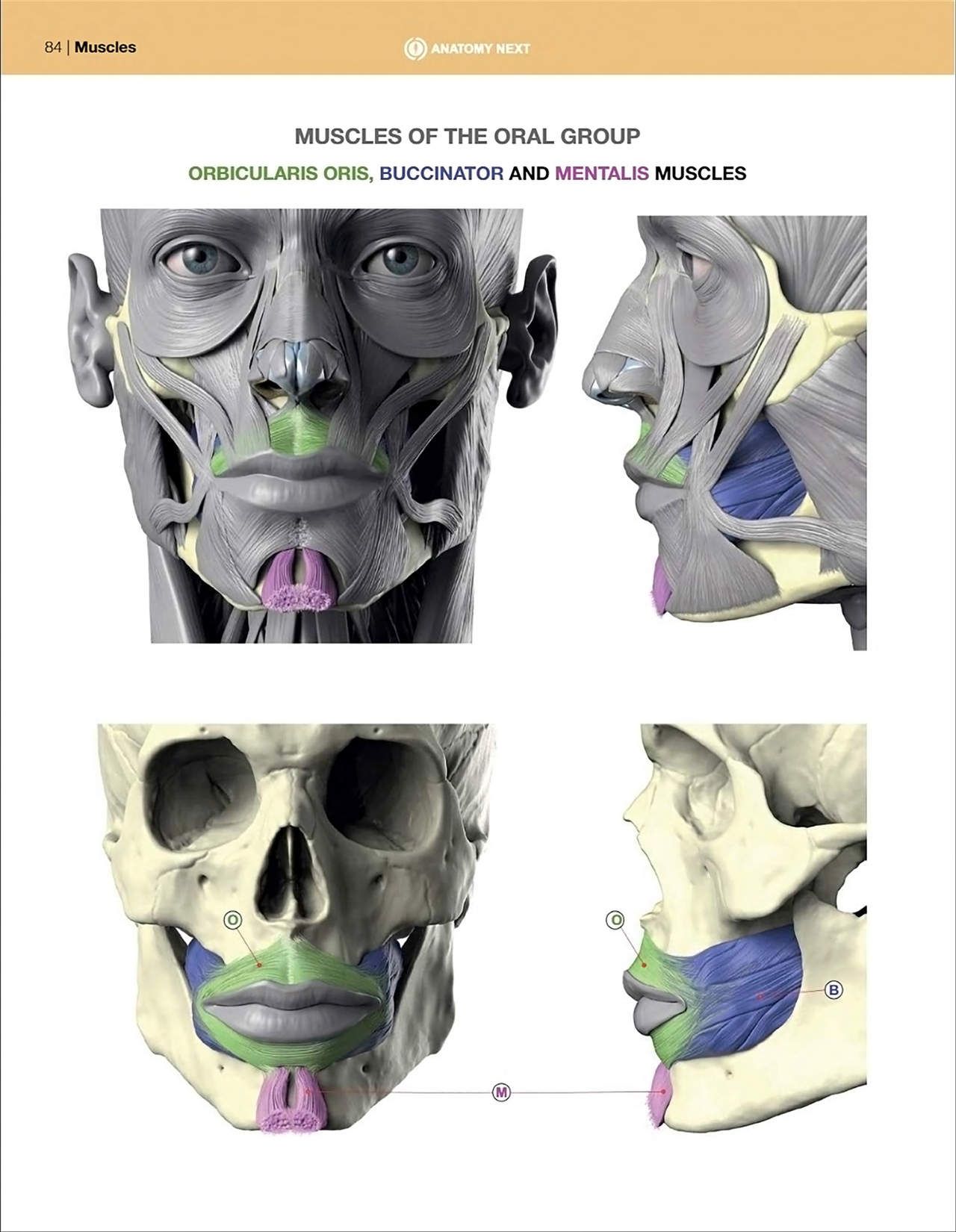 Uldis Zarins-Anatomy of Facial Expression-Exonicus [English] 面部表情艺用解剖 [英文版] 86