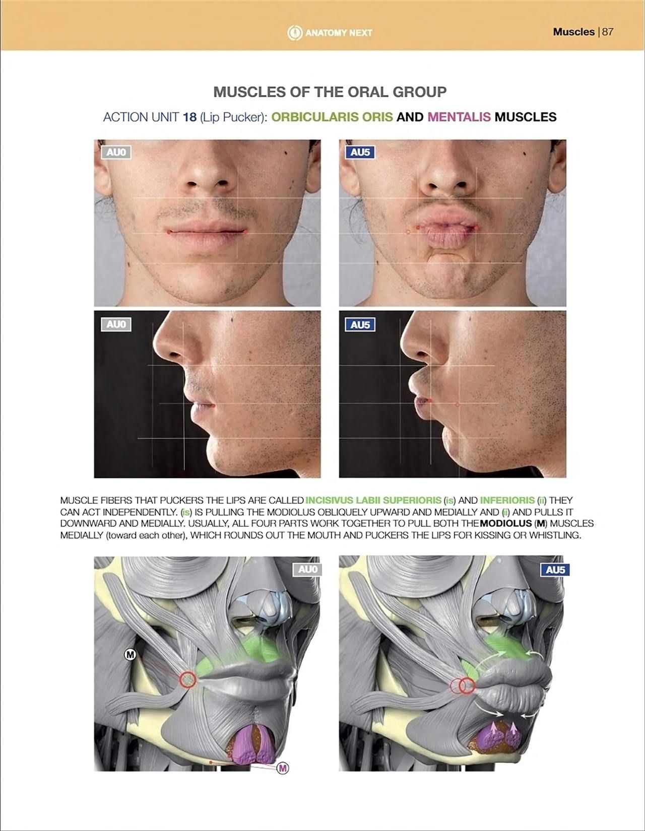 Uldis Zarins-Anatomy of Facial Expression-Exonicus [English] 面部表情艺用解剖 [英文版] 89