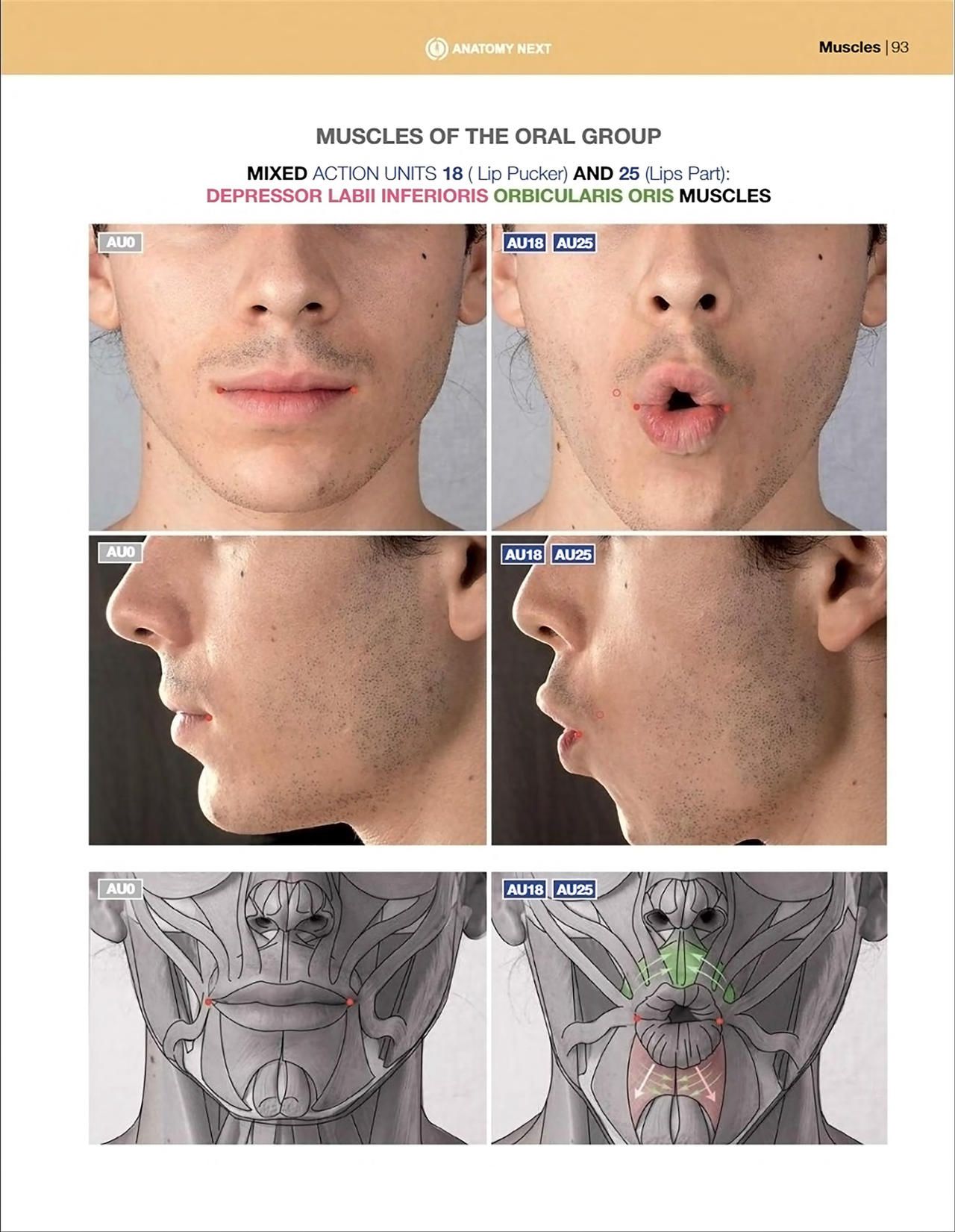 Uldis Zarins-Anatomy of Facial Expression-Exonicus [English] 面部表情艺用解剖 [英文版] 95