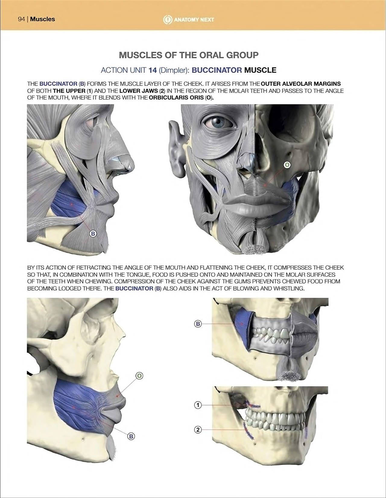 Uldis Zarins-Anatomy of Facial Expression-Exonicus [English] 面部表情艺用解剖 [英文版] 96