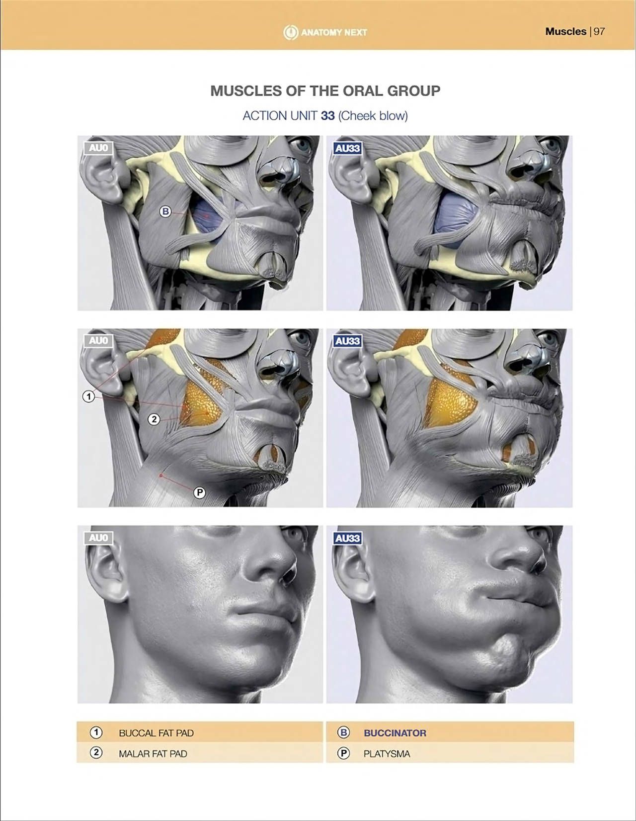 Uldis Zarins-Anatomy of Facial Expression-Exonicus [English] 面部表情艺用解剖 [英文版] 99