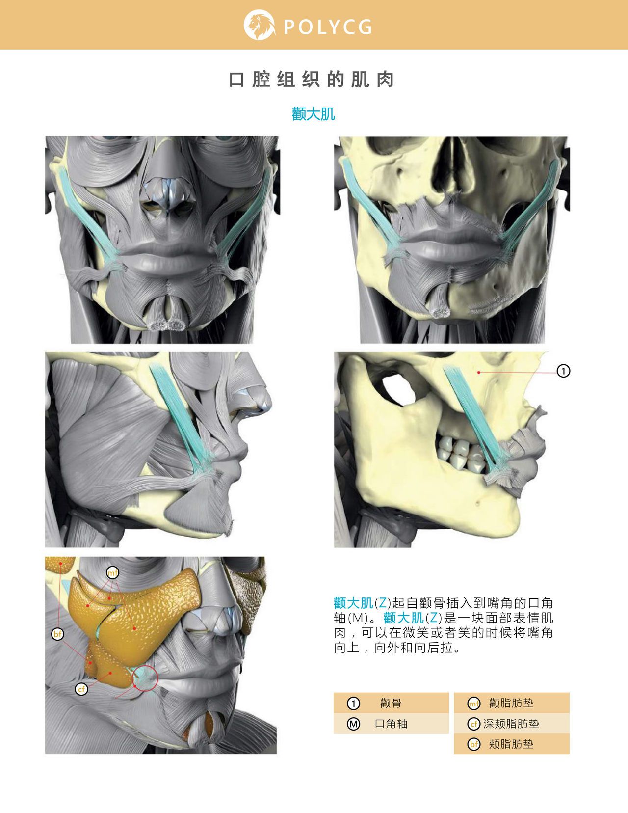 Uldis Zarins-Anatomy of Facial Expression-Exonicus [Chinese] 面部表情艺用解剖 [中文版] 104