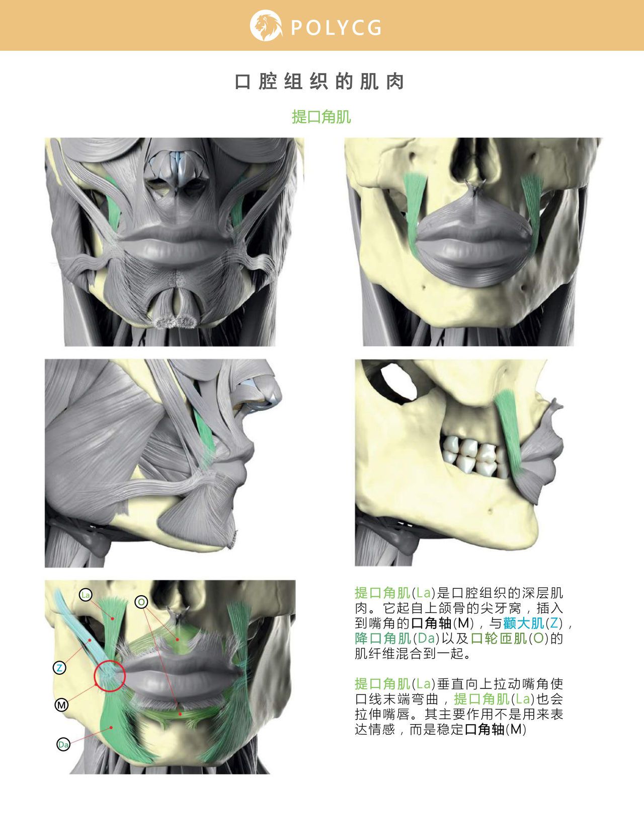Uldis Zarins-Anatomy of Facial Expression-Exonicus [Chinese] 面部表情艺用解剖 [中文版] 110