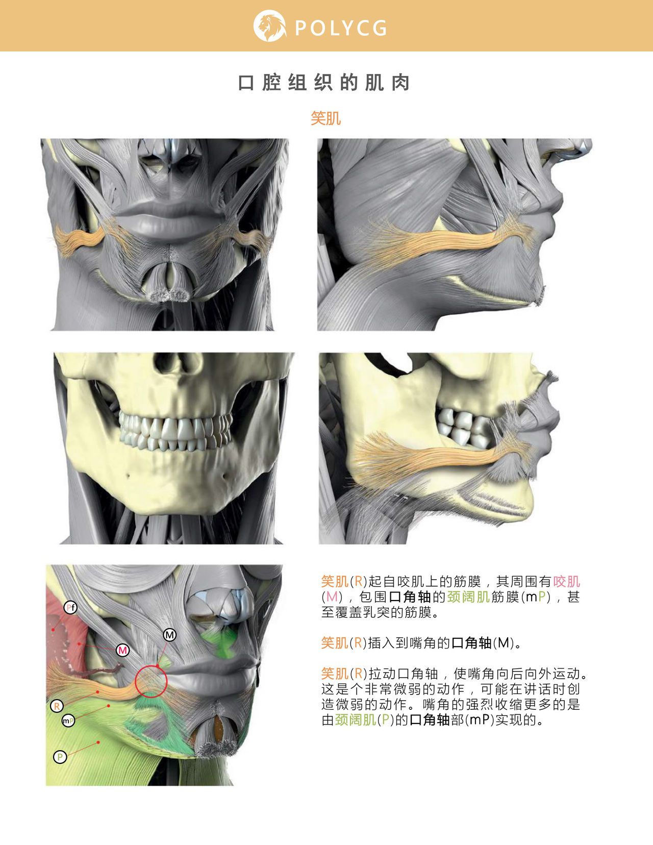 Uldis Zarins-Anatomy of Facial Expression-Exonicus [Chinese] 面部表情艺用解剖 [中文版] 114